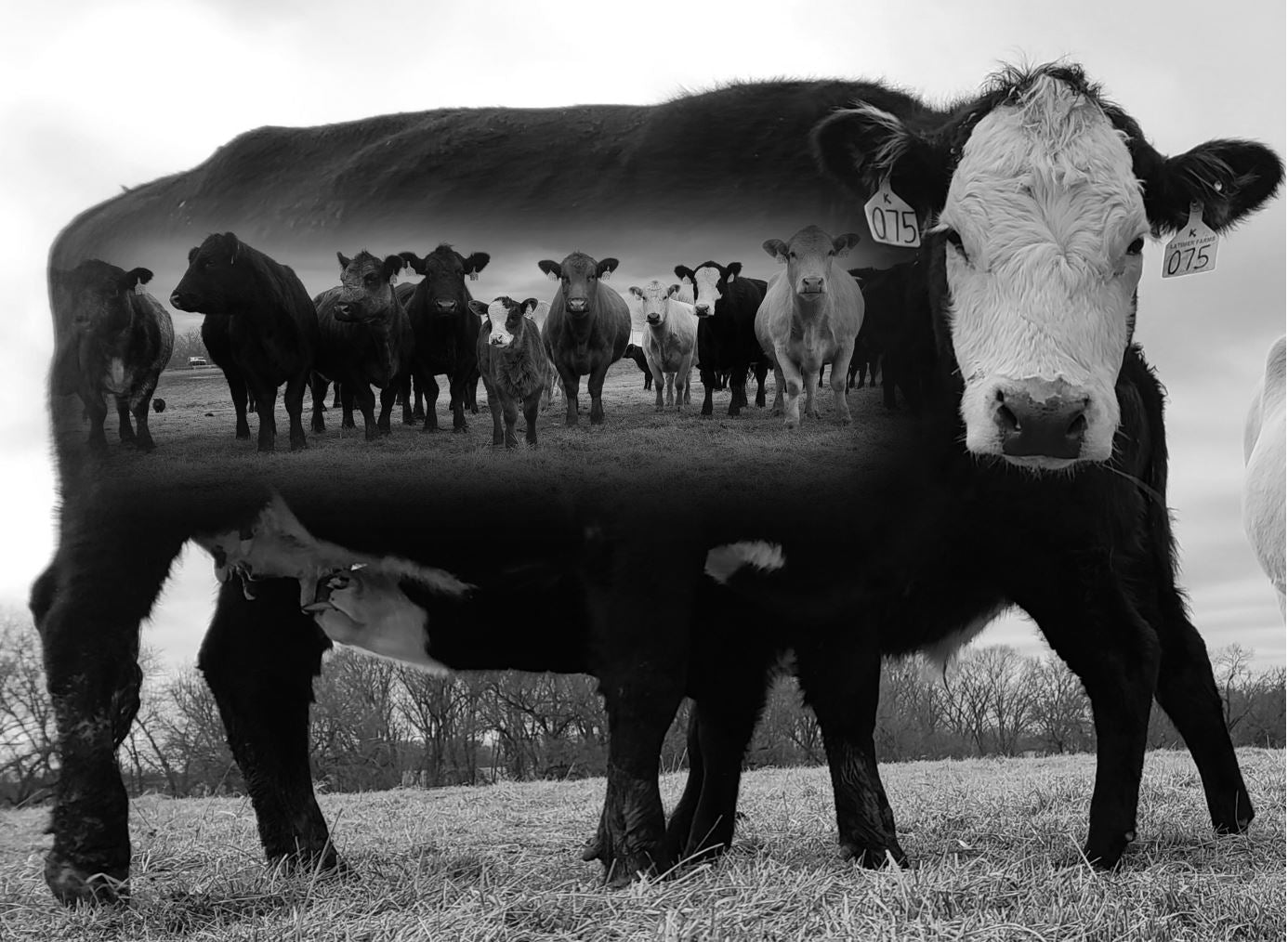 Apparel Quality, Care, & Sizing Latimer Farms